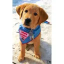 Leader Dogs for the Blind logo